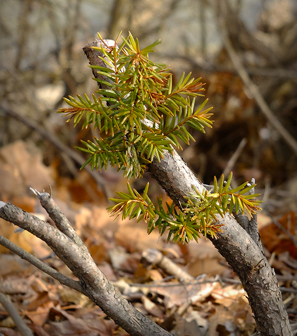 Plant at Fernbank, taken by Kaley Knapp '26