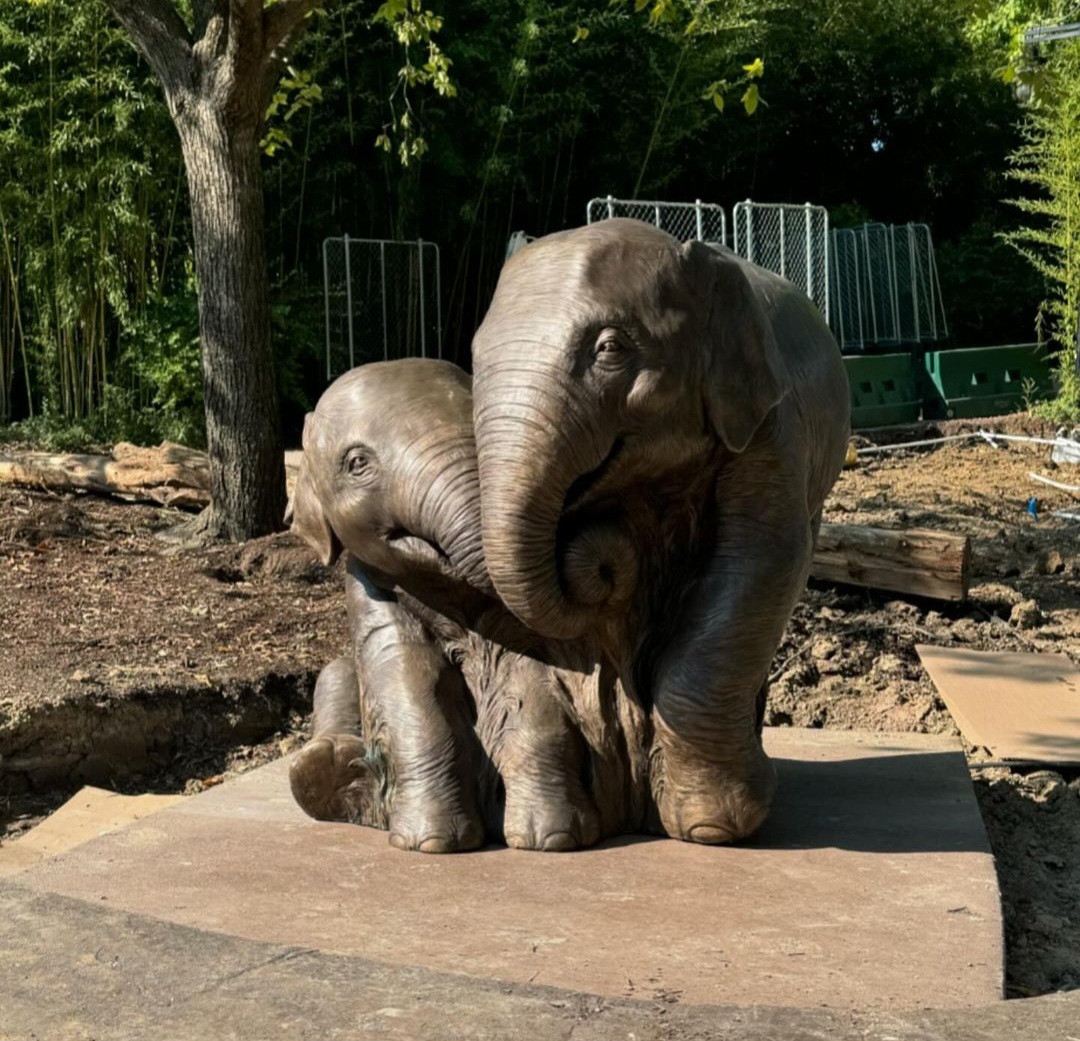 zoo elephants