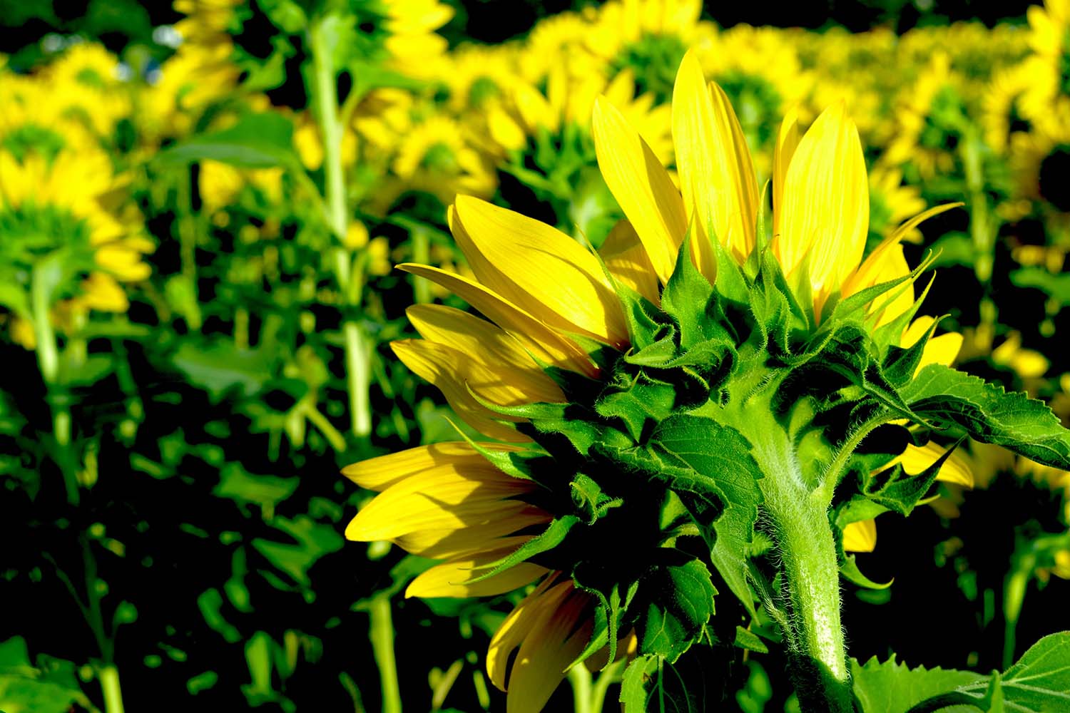 Sunflower Hindsight