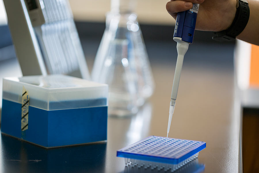 lab