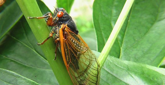 brood x cicada sitting on a leaf.